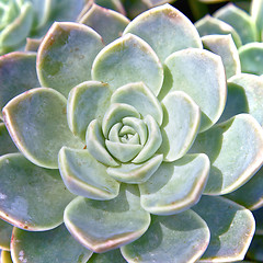 Image showing Succulent rows