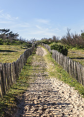 Image showing Footpath on the Atlantic Dune in Brittany