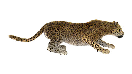Image showing Big Cat Leopard