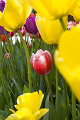 Image showing The tulips flower bed