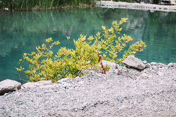 Image showing Tree growing in the mountains near lake