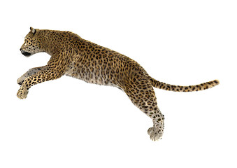 Image showing Big Cat Leopard