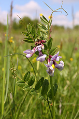 Image showing Vicia.