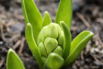 Image showing Hyacinth.