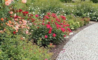 Image showing Roses.