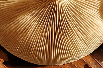Image showing Mushroom.