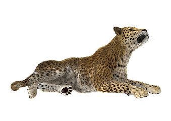 Image showing Big Cat Leopard