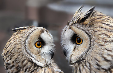 Image showing Two Owls