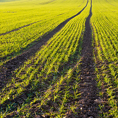 Image showing Autumn field. Winter-crop