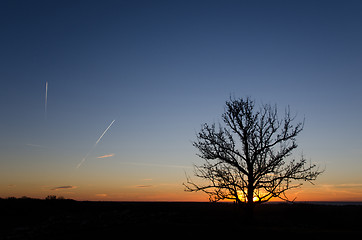 Image showing Tree silhouette by sunset