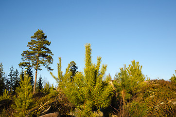 Image showing Pine tree plants