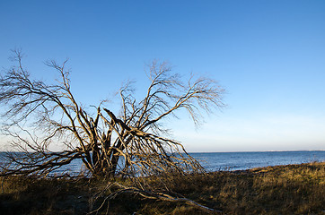 Image showing Tree damaged by a storm