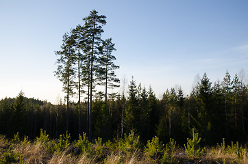 Image showing Clearcut forest with pine tree plants