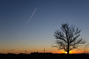 Image showing Silhouette of a lone tree