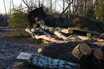 Image showing Tree mess after the storm