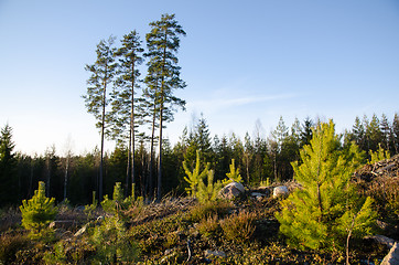 Image showing Forest regeneration with pine tree plants