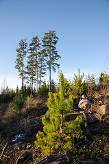 Image showing Pine tree plant