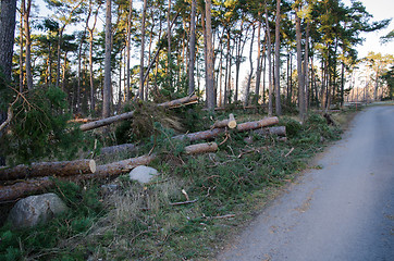 Image showing Broken trees after the storm