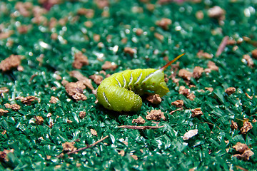 Image showing curled up tomato worm