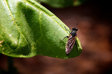 Image showing fly on tobacco leaf