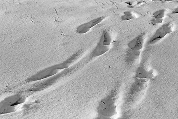 Image showing Footprints in the snow