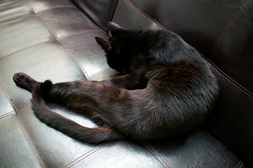 Image showing beautiful black cat grooming on sofa