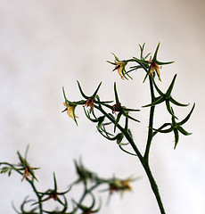 Image showing young tomato plant flowers