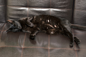 Image showing black cat sleeping on side