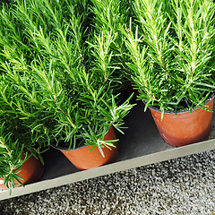 Image showing Rosemary plants in pots