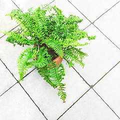 Image showing Green fern plant on a tile floor