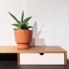 Image showing Interior with sansevieria plant in a clay pot