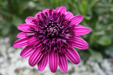 Image showing Purple chrysanthemum in the garden