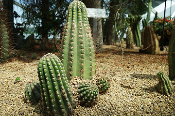 Image showing Cactus & succulent plants in Gardens by the Bay 