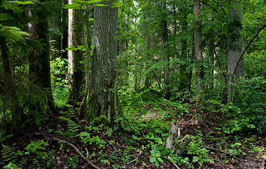 Image showing Natural stand of Bialowieza forest Landscape Reserve