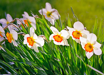 Image showing Narcissuses blossoming in a garden among a green grass.