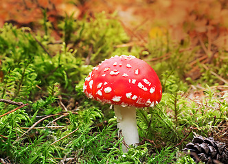 Image showing Mushroom mushroom in a forest glade.