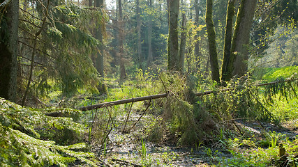 Image showing Springtime marshy stand with old alder trees