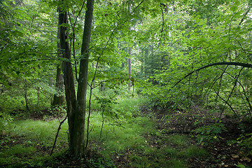 Image showing Natural deciduous stand of Bialowieza Forest