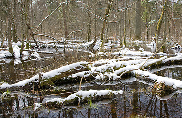 Image showing Winter snowy old forest with water