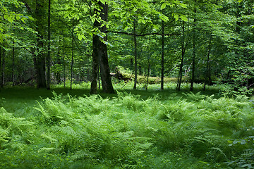 Image showing Shady deciduous stand of Bialowieza Forest in springtime