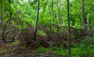 Image showing Broken dead spruce tree lying among hornbeam