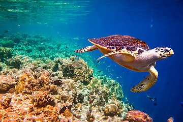 Image showing Hawksbill Turtle - Eretmochelys imbricata