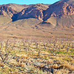 Image showing bush  in    valley  morocco    africa the atlas dry mountain  