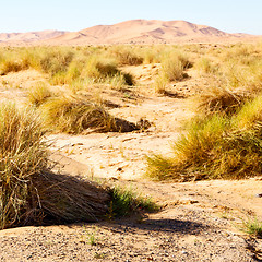 Image showing mountain old fossil in  the desert of morocco sahara and rock  s