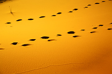 Image showing africa the brown sand dune in footstep