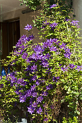 Image showing purple clematis