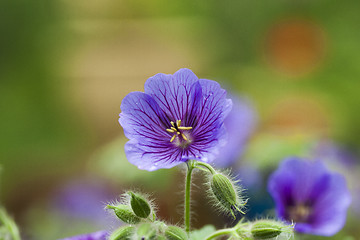 Image showing woodland cranesbill