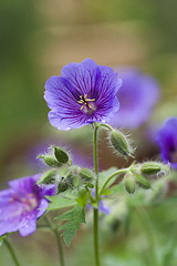 Image showing woodland cranesbill