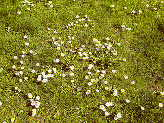 Image showing Retro look Daisy flower