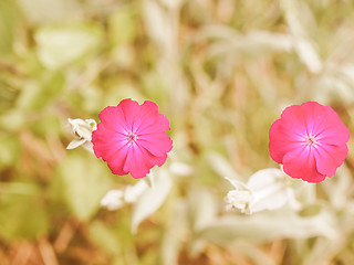 Image showing Retro looking Violet flower